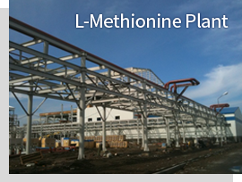 L-methionine plant Image